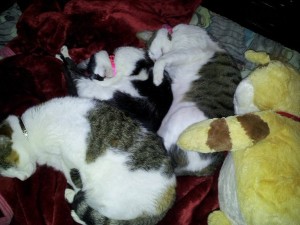 4 cats on prime of each other https://t.co/ujqm8p1…